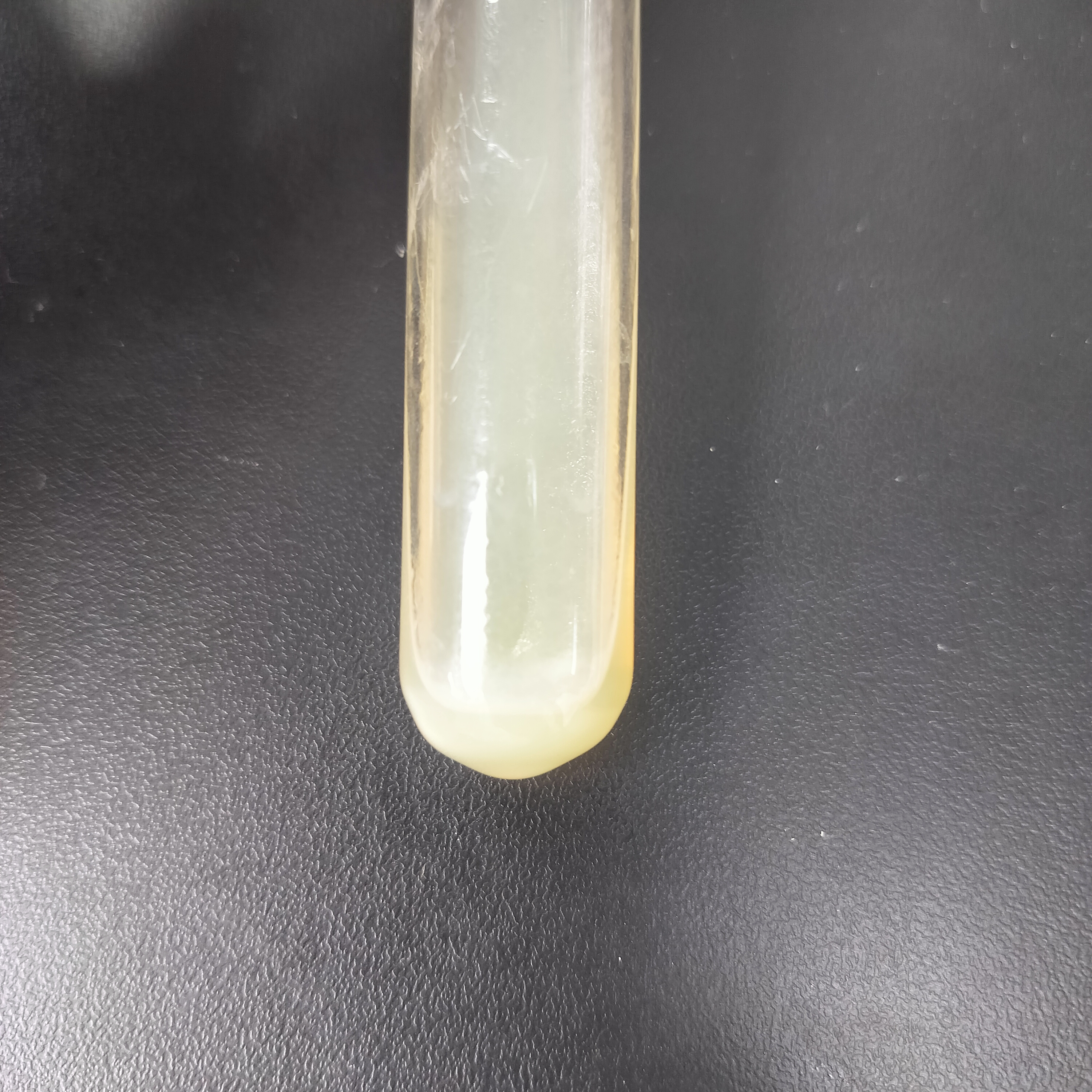 Bacillus subtilis WB800-BNCC