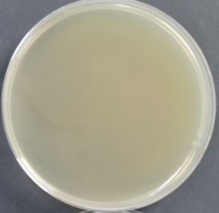 Mononucleosis Listeria Nucleic Acid Reference Material (Thermally Inactivated) (Strongly Positive)-BNCC