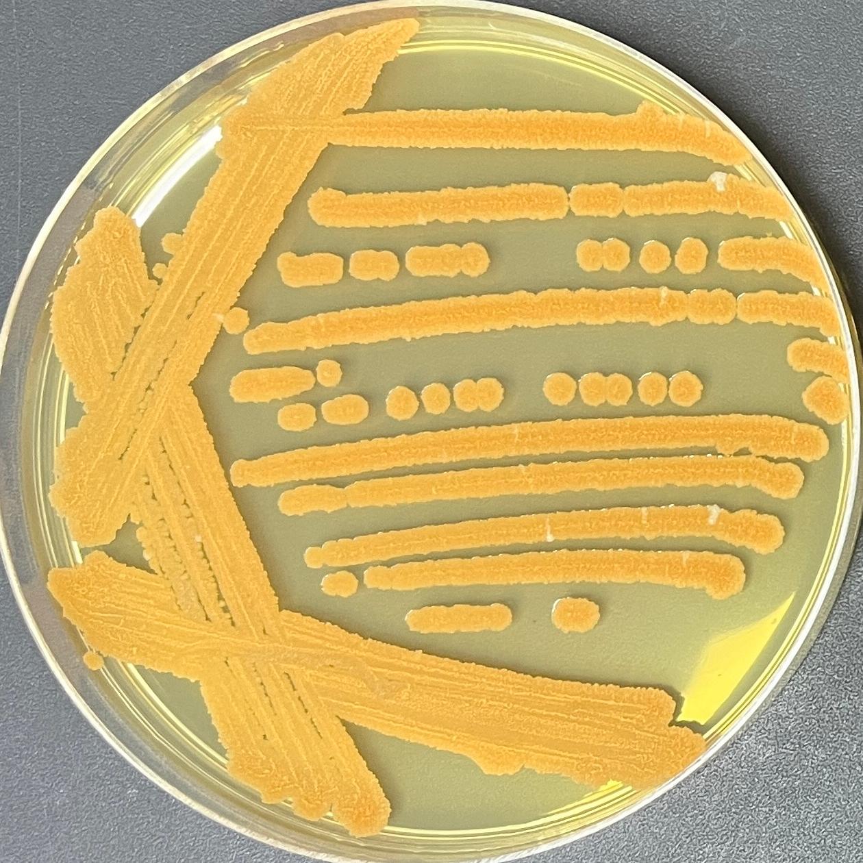 Bacillus genus-BNCC