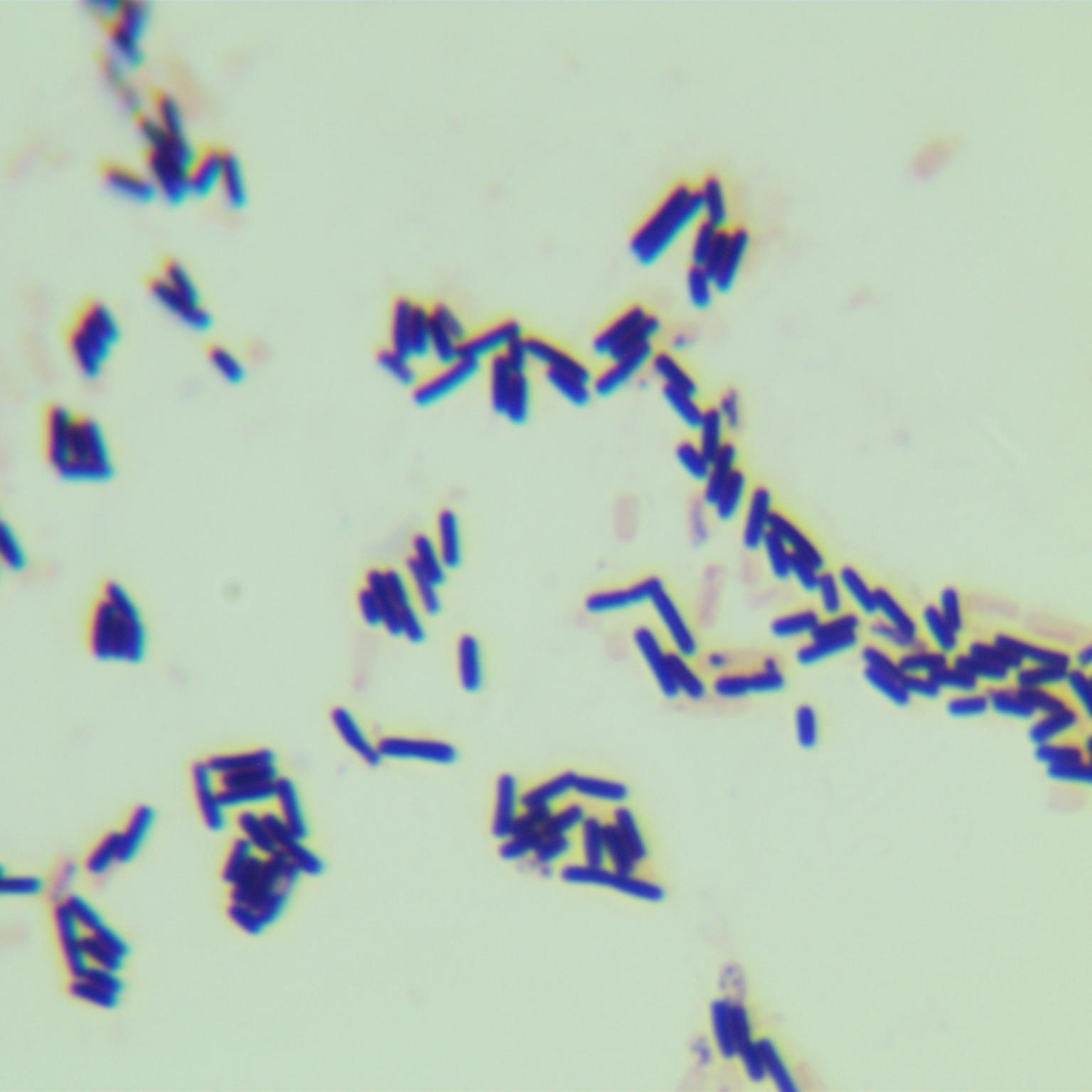 Bacillus genus-BNCC