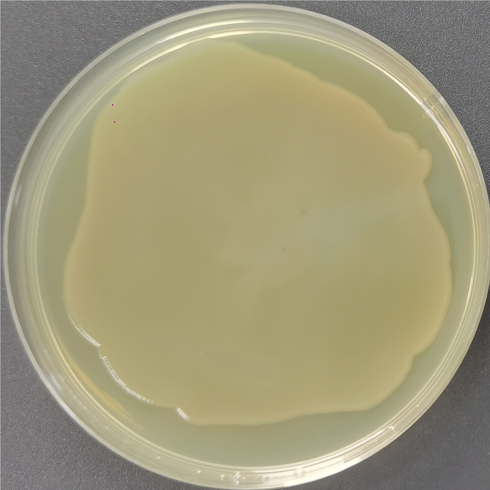 Escherichia coli-BNCC