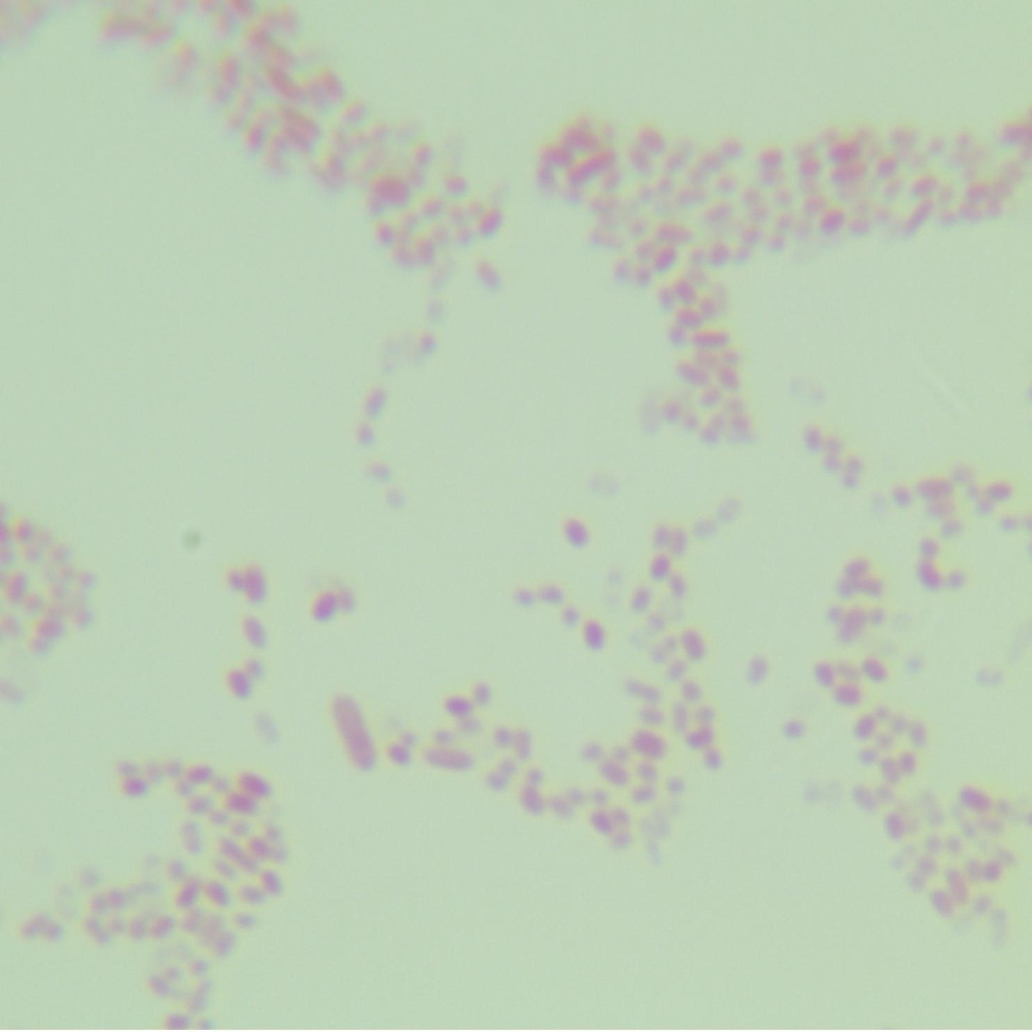 Escherichia coli-BNCC