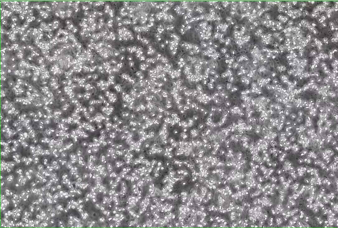 Porcine Epidemic Diarrhea Virus RNA Standard-BNCC