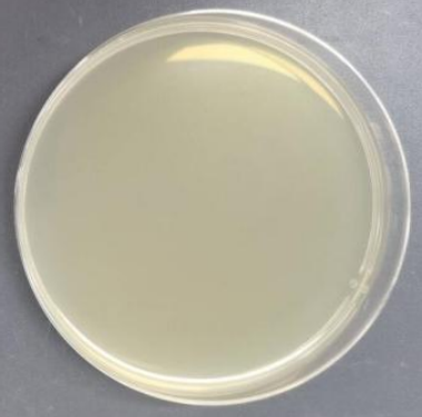 Porcine Epidemic Diarrhea Virus Ribonucleic Acid Liquid Indoor Quality Control Product-BNCC