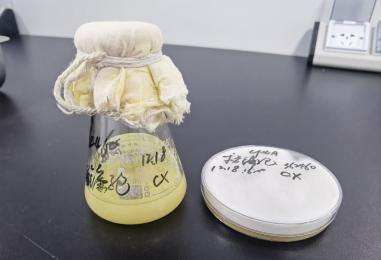 Fusarium verticilloids DNA standard-BNCC