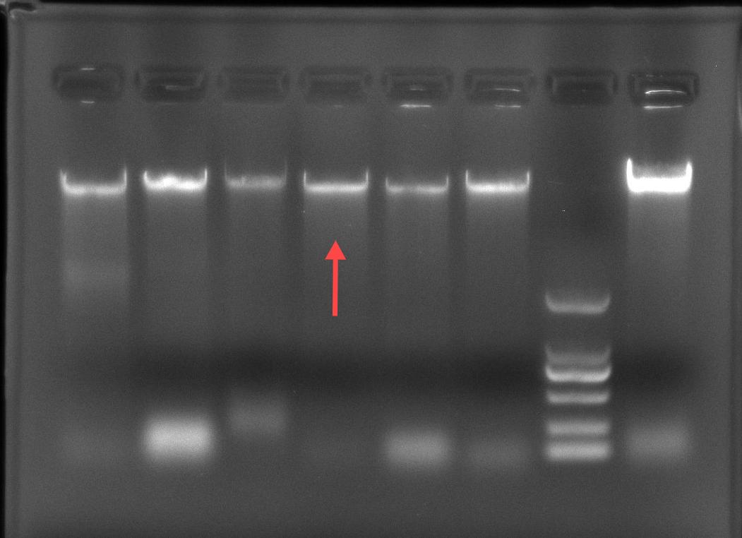 Escherichia coli genomic DNA-BNCC