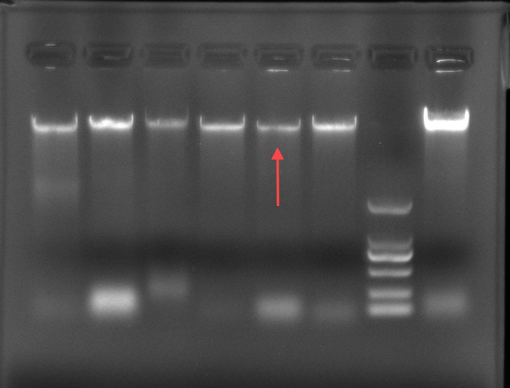 Escherichia coli genomic DNA-BNCC