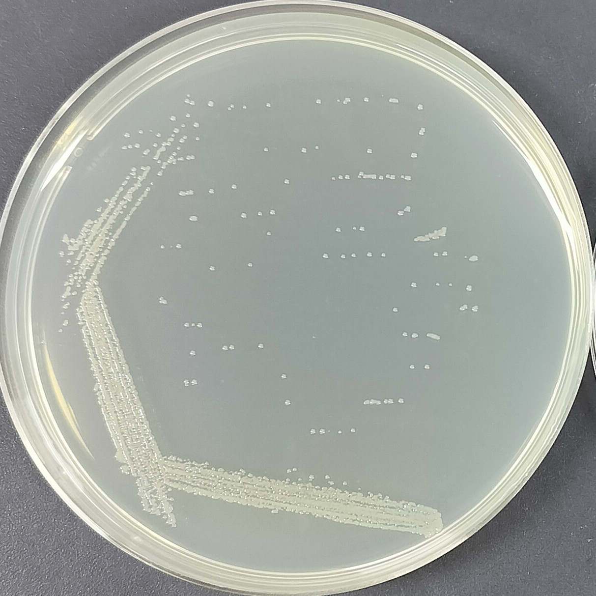 Pseudoalteromonas-BNCC