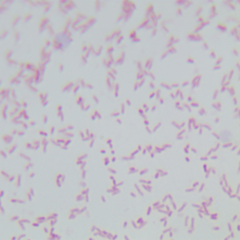 Pseudoalteromonas-BNCC
