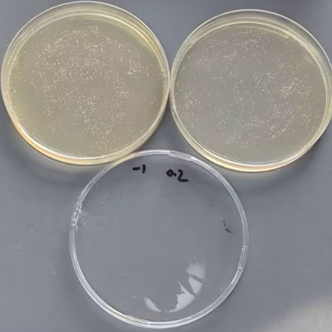 Candida albicans Quantitative Strain-BNCC