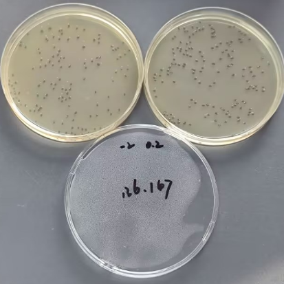 Candida albicans Quantitative Strain-BNCC