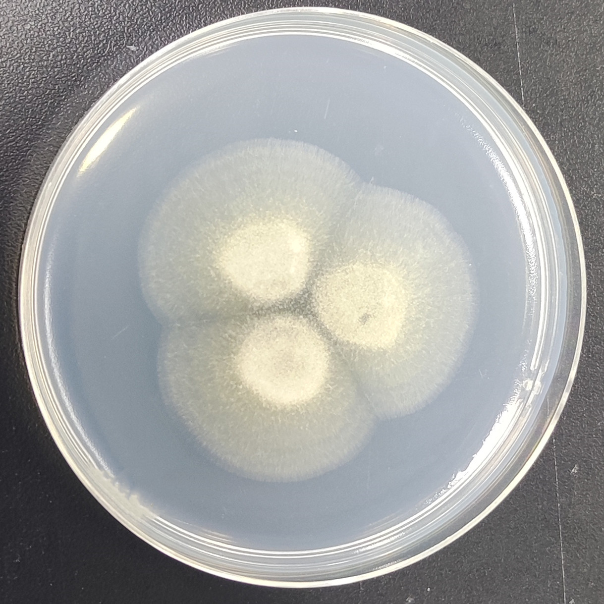 Amsterdam Aspergillus-BNCC