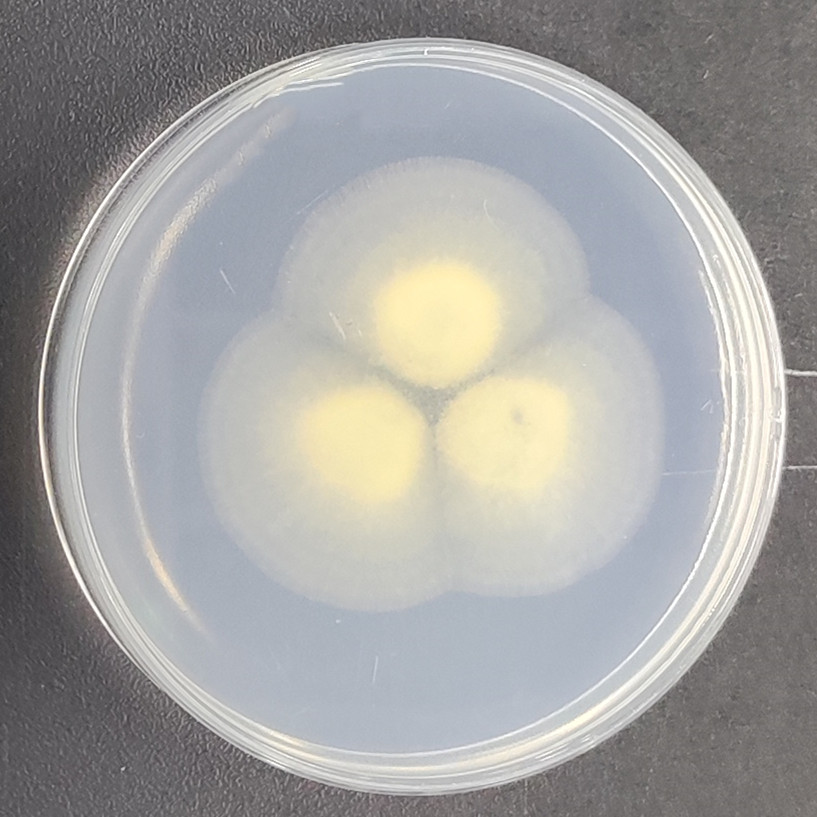 Amsterdam Aspergillus-BNCC