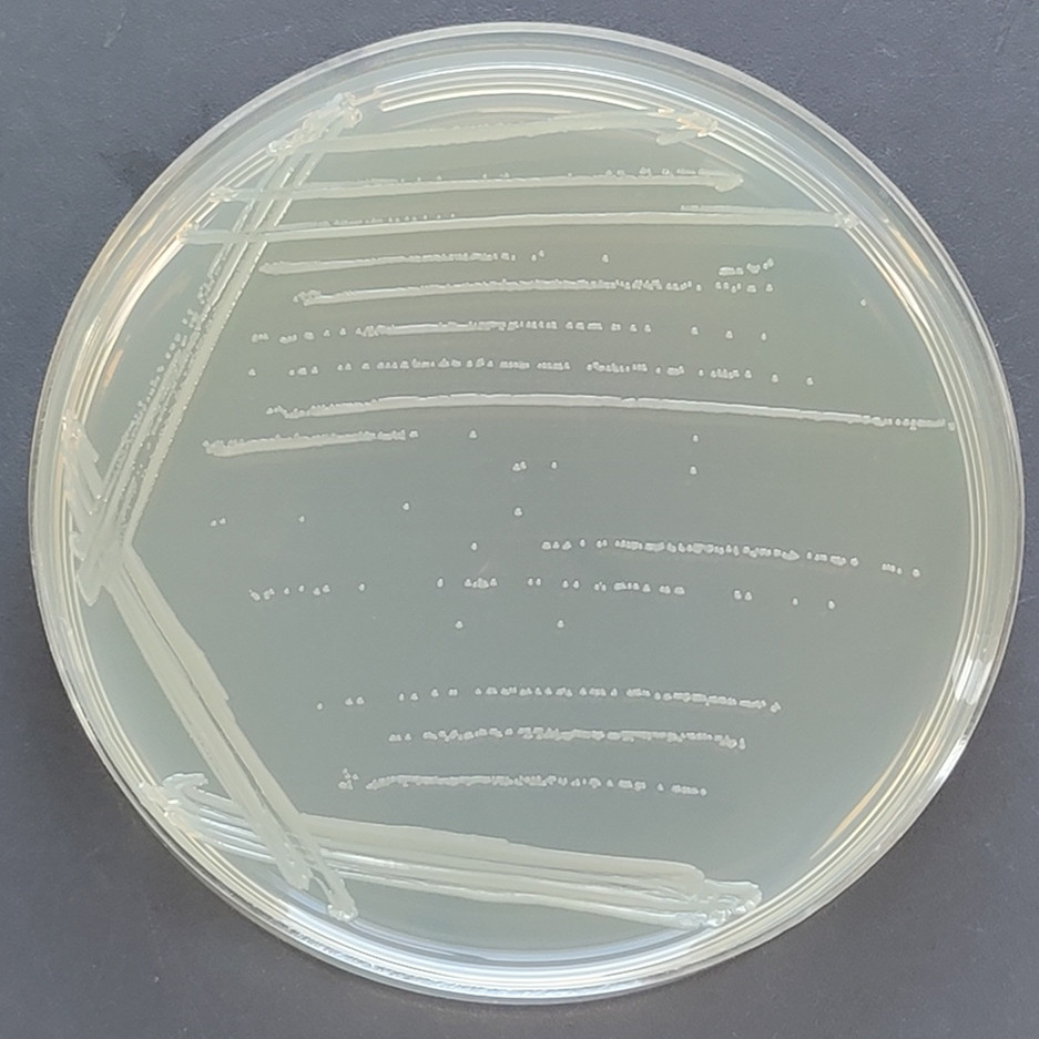 Escherichia coli-BNCC