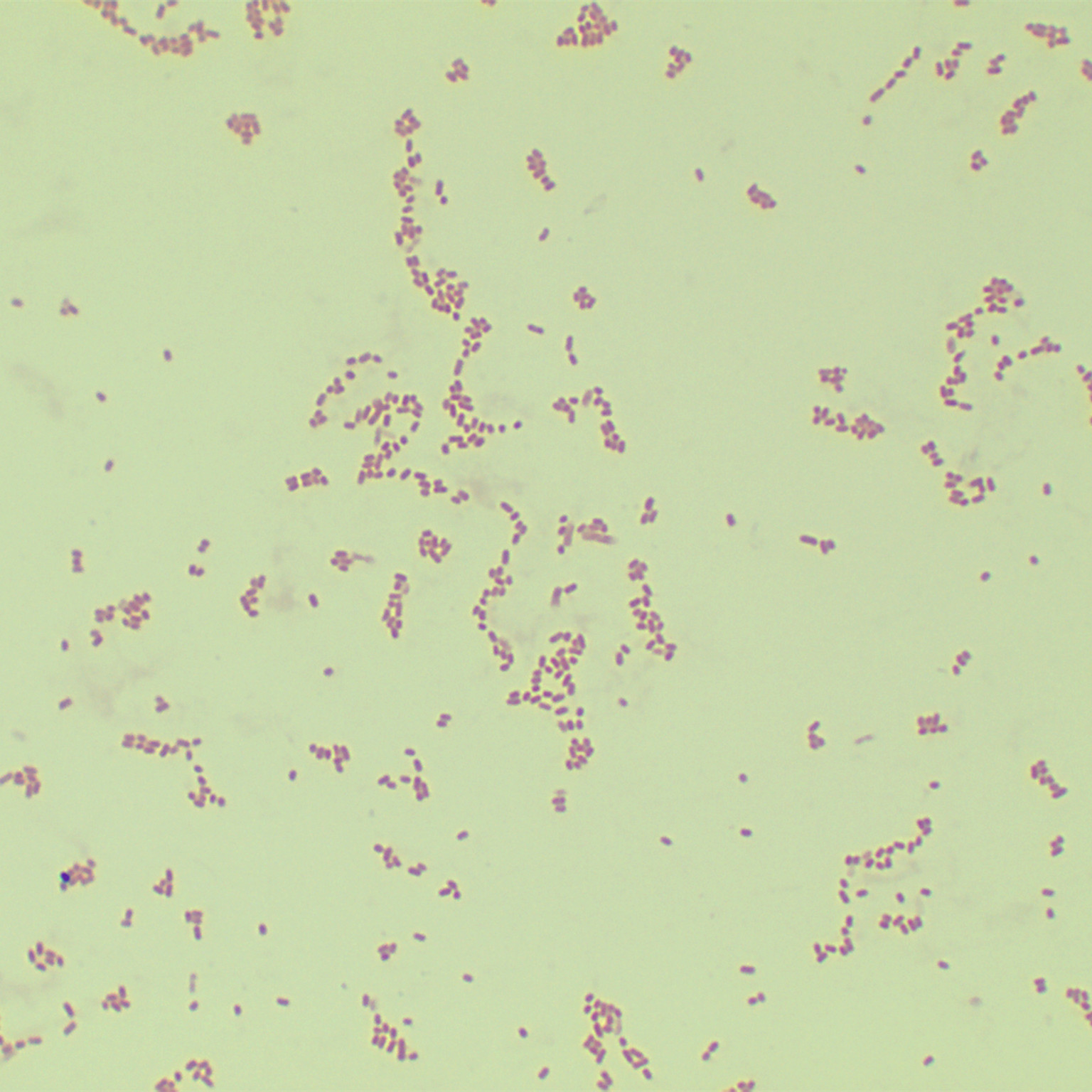 Escherichia coli-BNCC