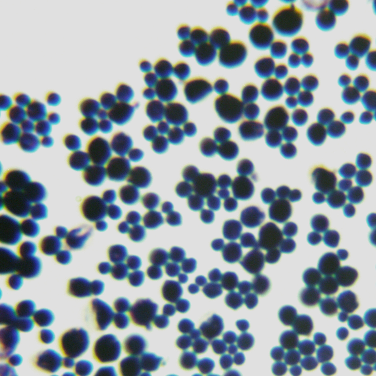 Hansde Pasteurella yeast-BNCC