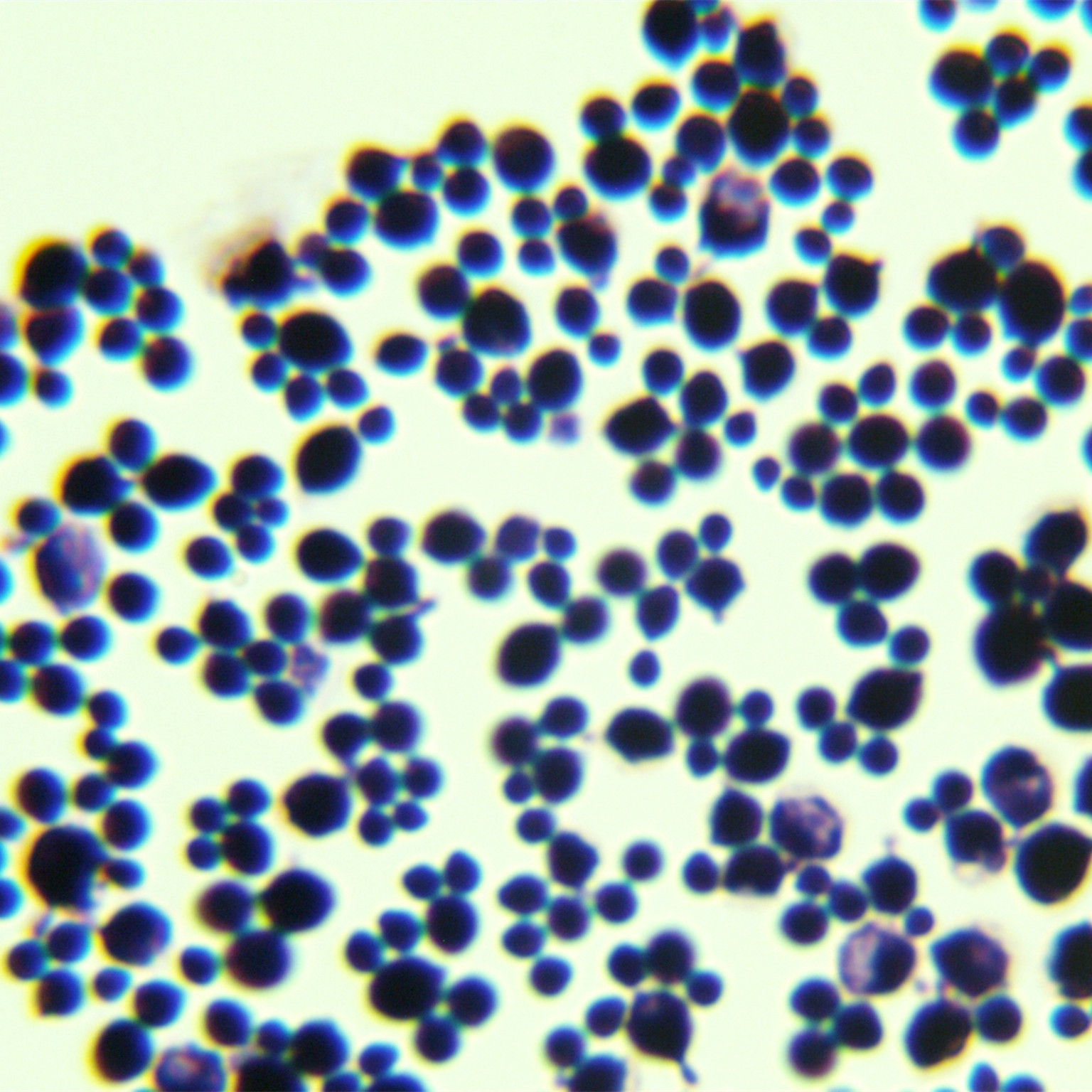 Hansde Pasteurella yeast-BNCC