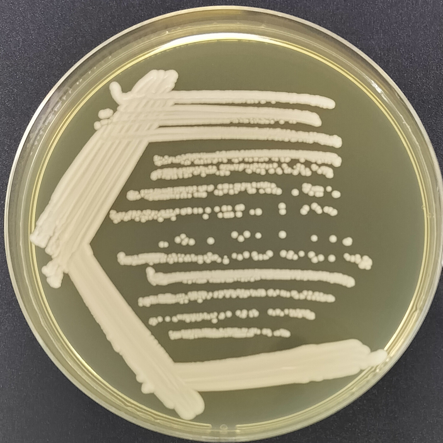 Hansde Pasteurella yeast-BNCC