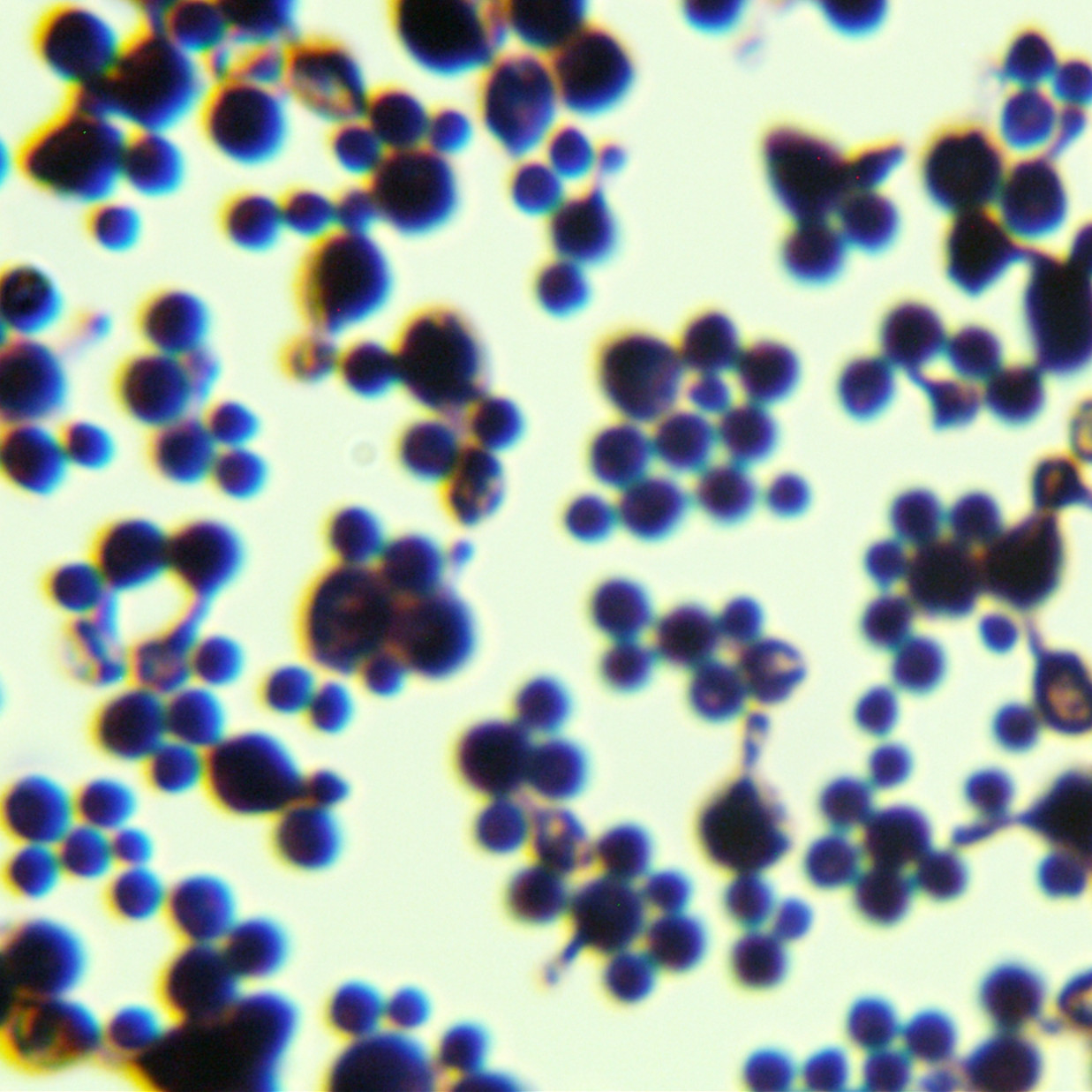 Hansde Pasteurella yeast-BNCC