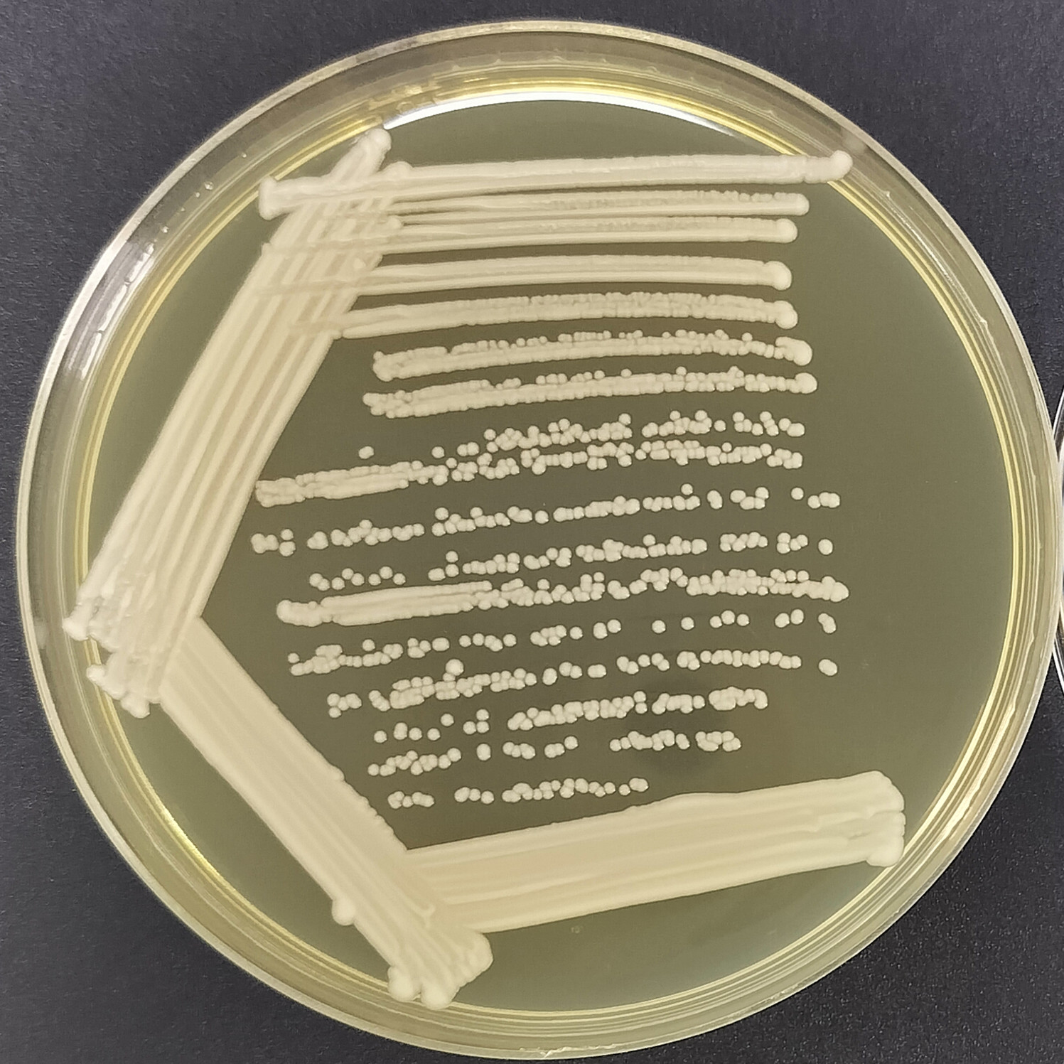 Scheffersomyces stipitis-BNCC