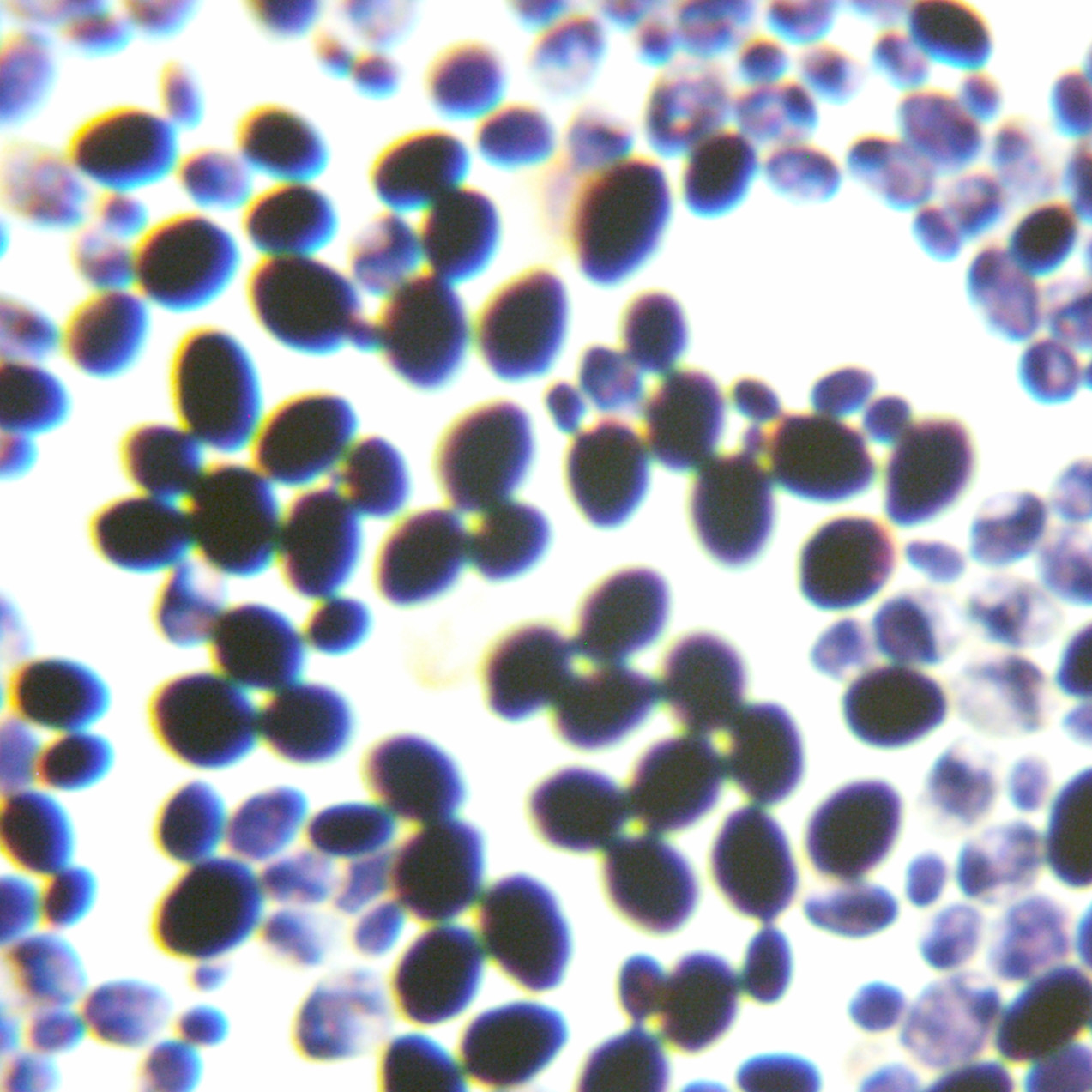 Scheffersomyces stipitis-BNCC