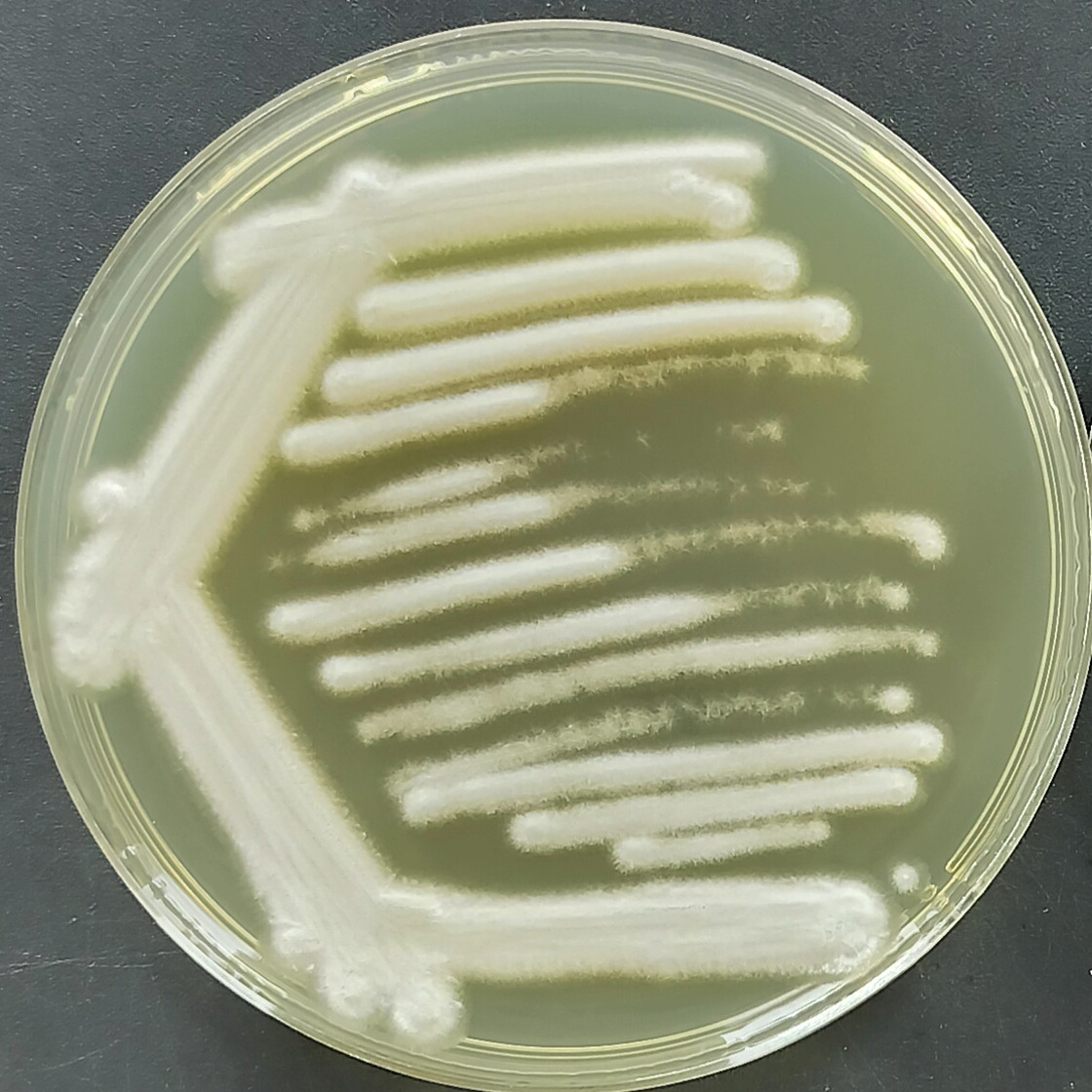 Geotrichum europaea-BNCC