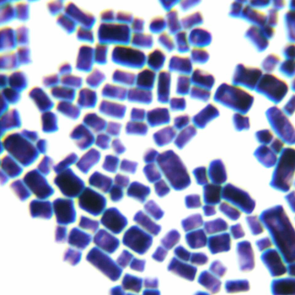 Geotrichum europaea-BNCC