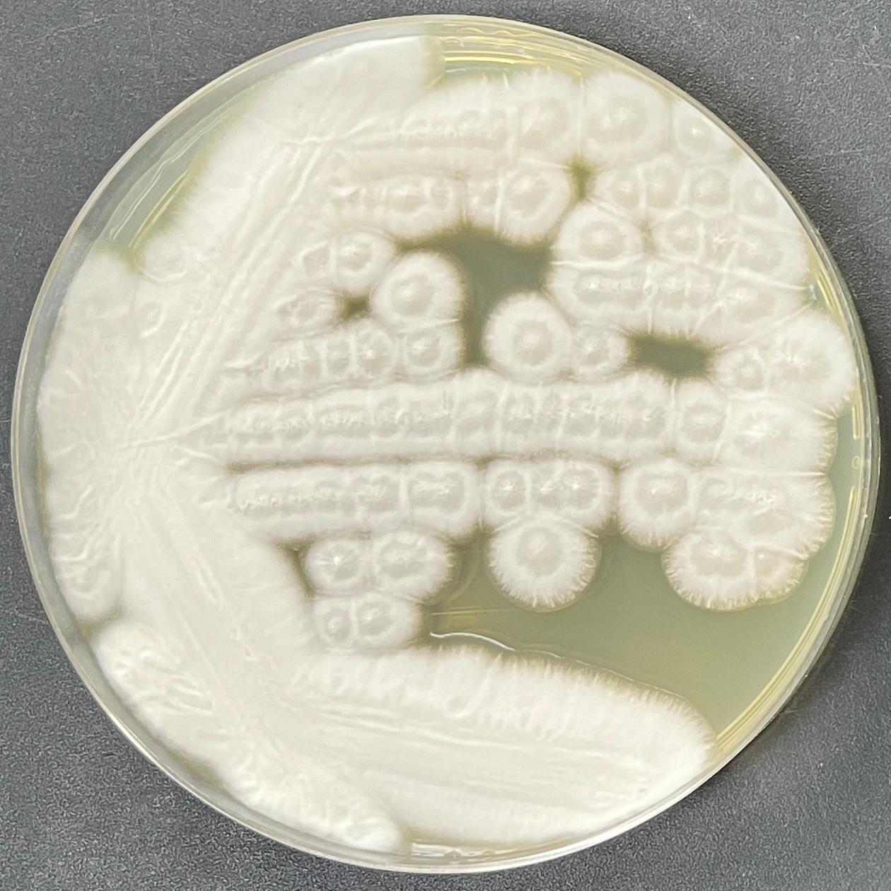 Aspergillus oryzae-BNCC