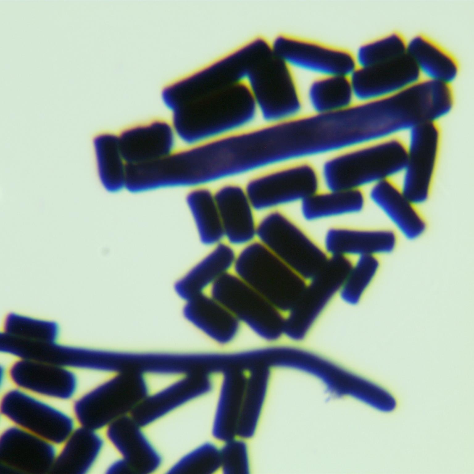 Aspergillus oryzae-BNCC