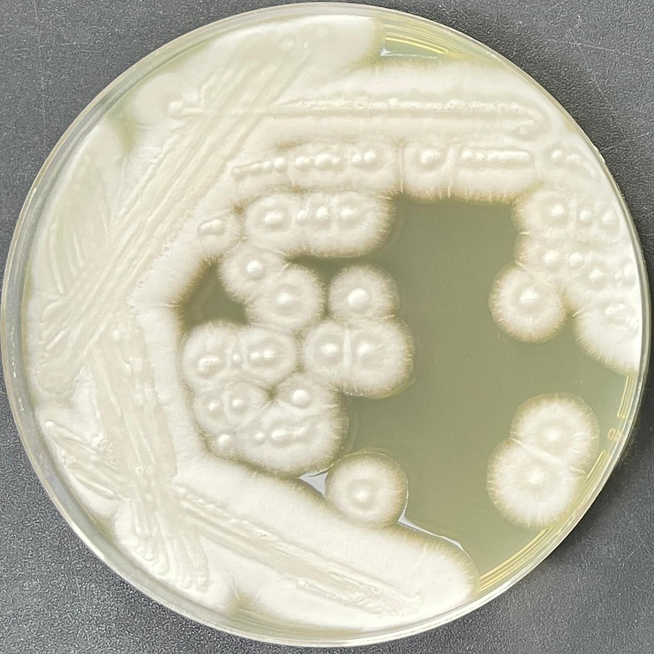 Geotrichum sp.-BNCC