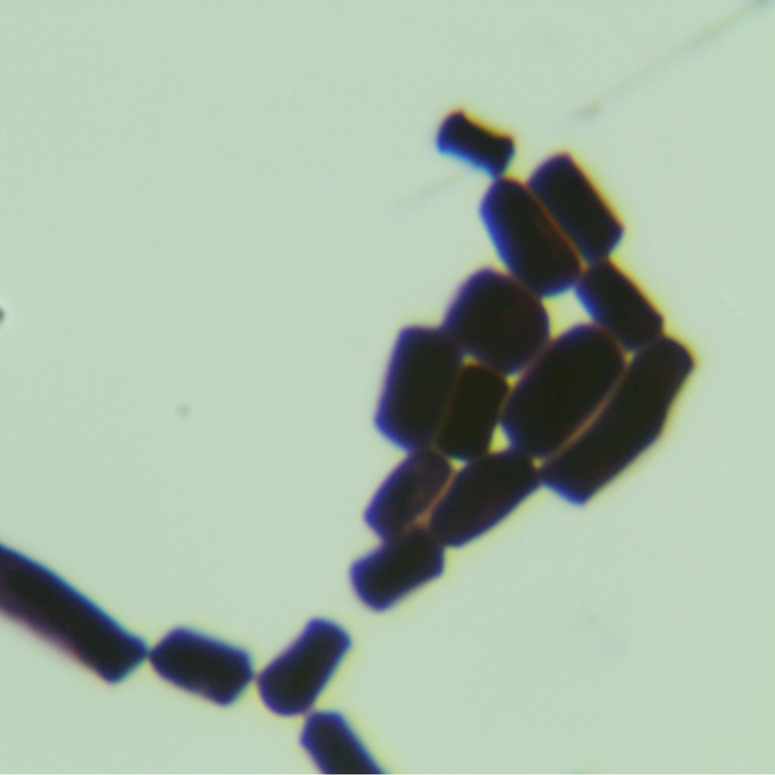 Geotrichum sp.-BNCC