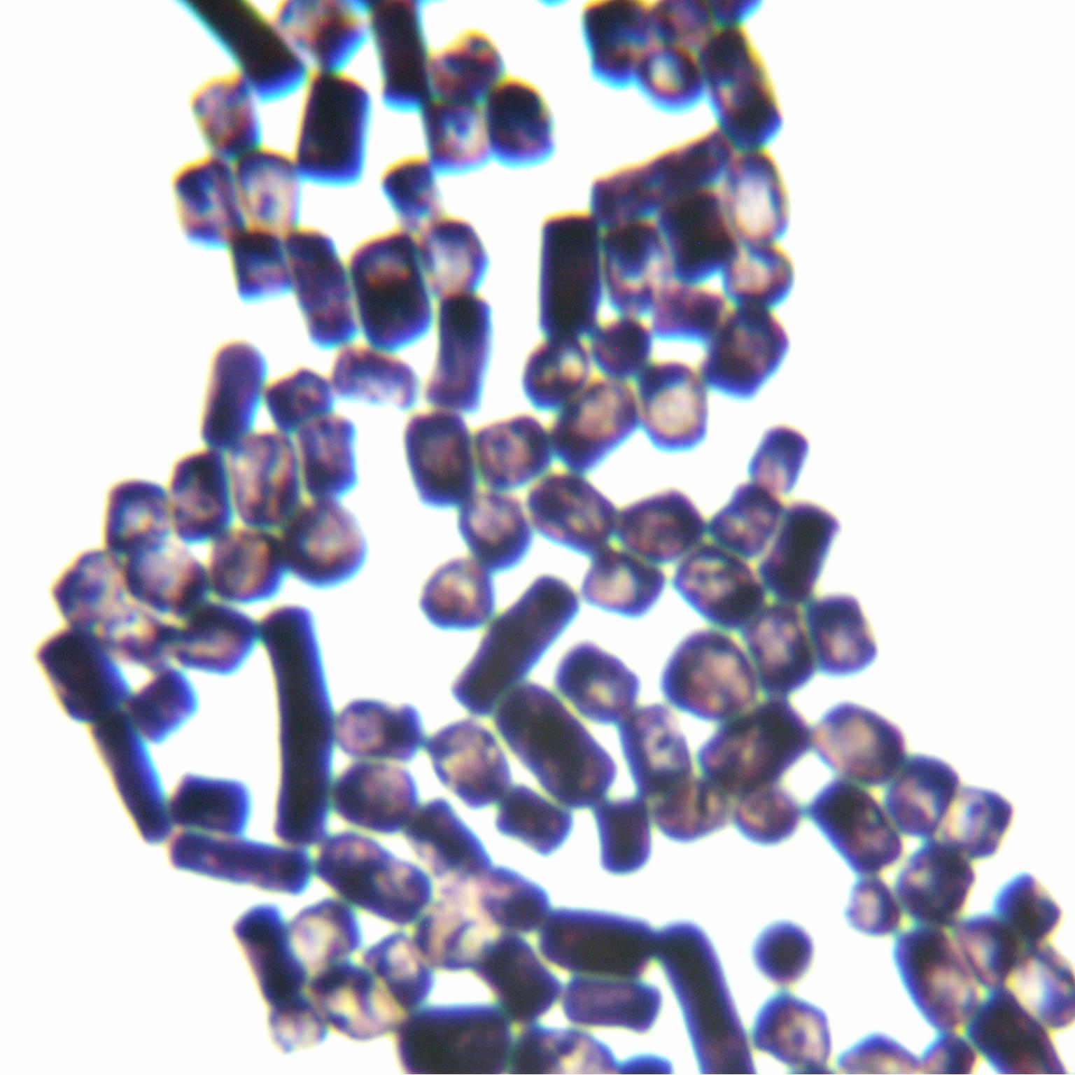 Geotrichum sp.-BNCC