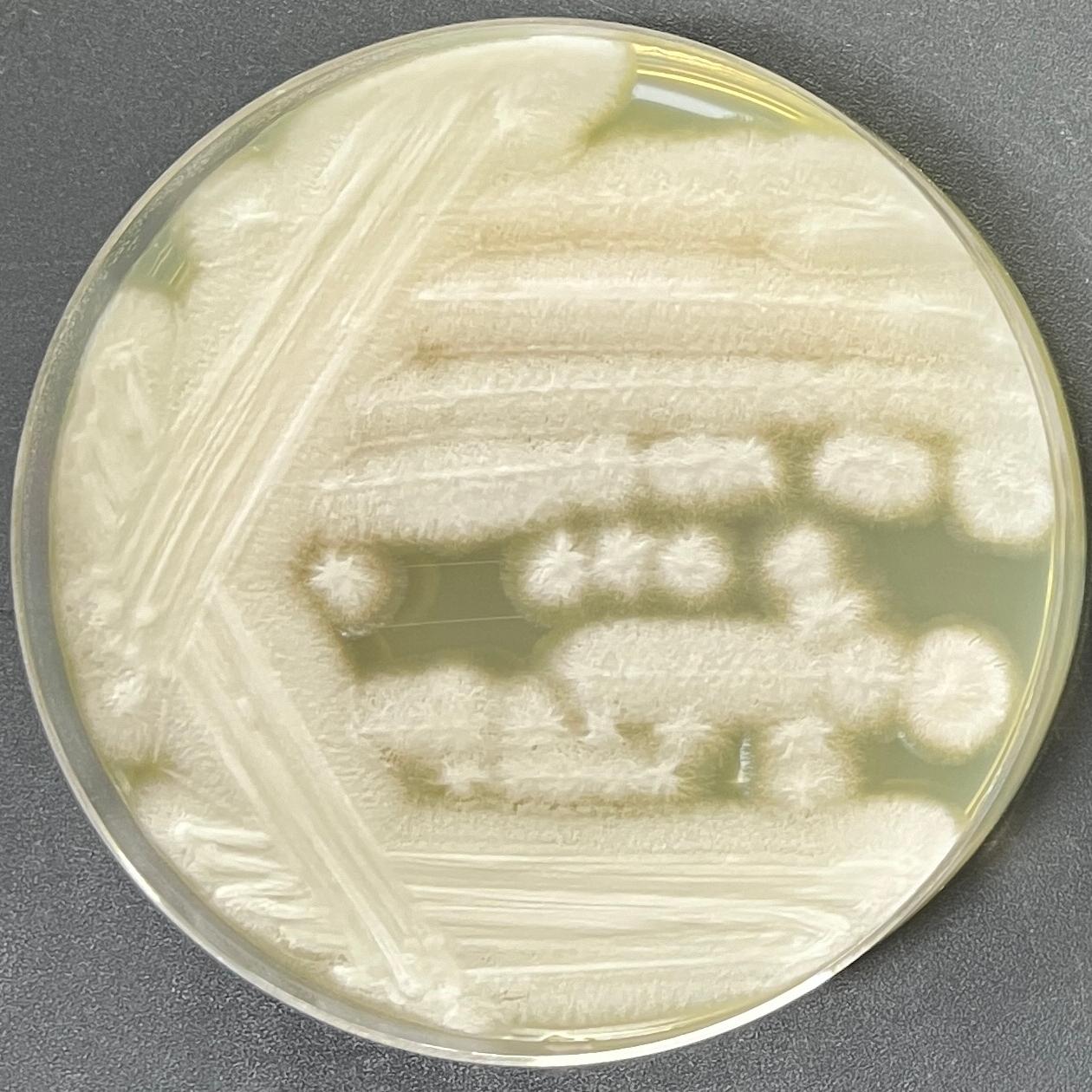 Geotrichum sp.-BNCC
