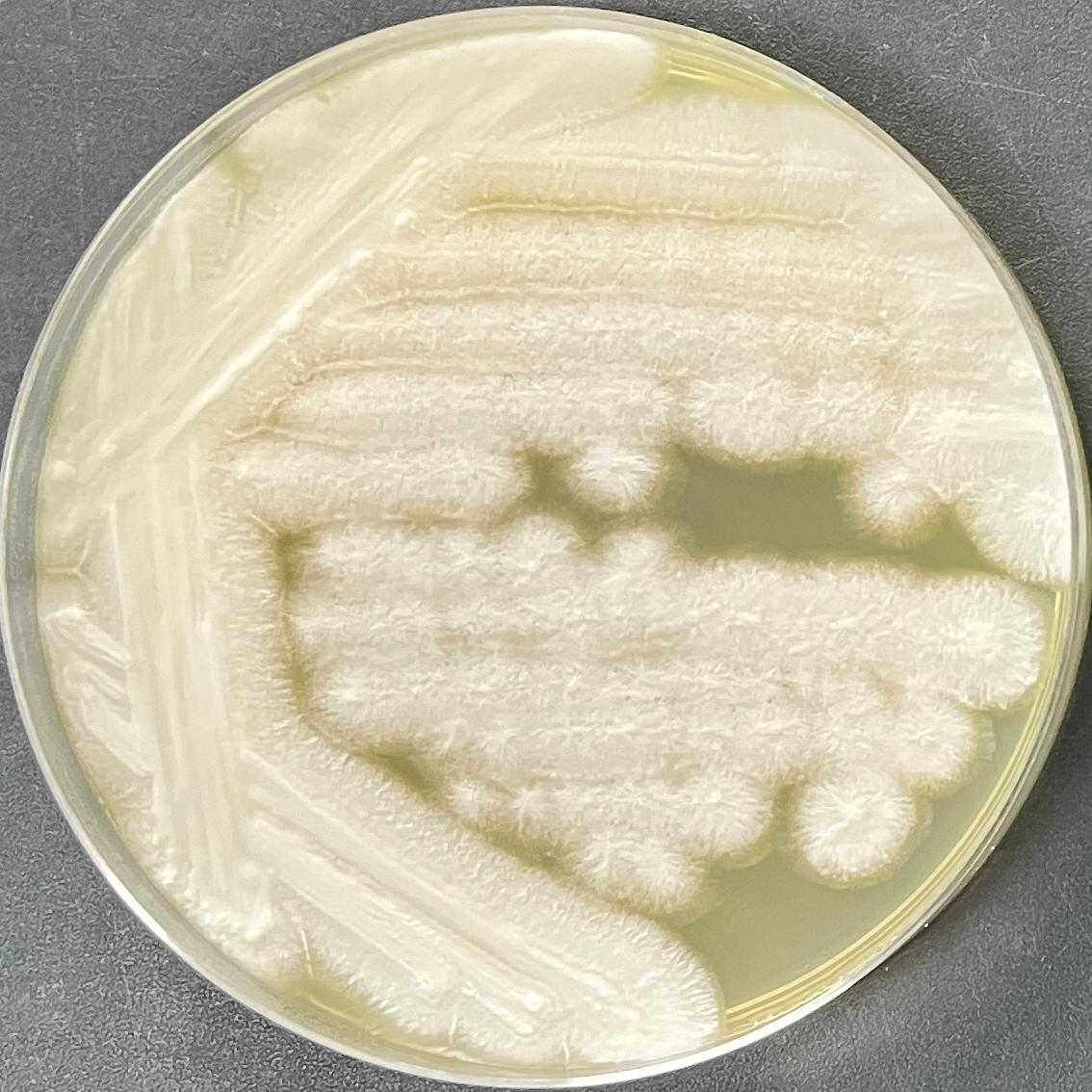 Geotrichum sp.-BNCC