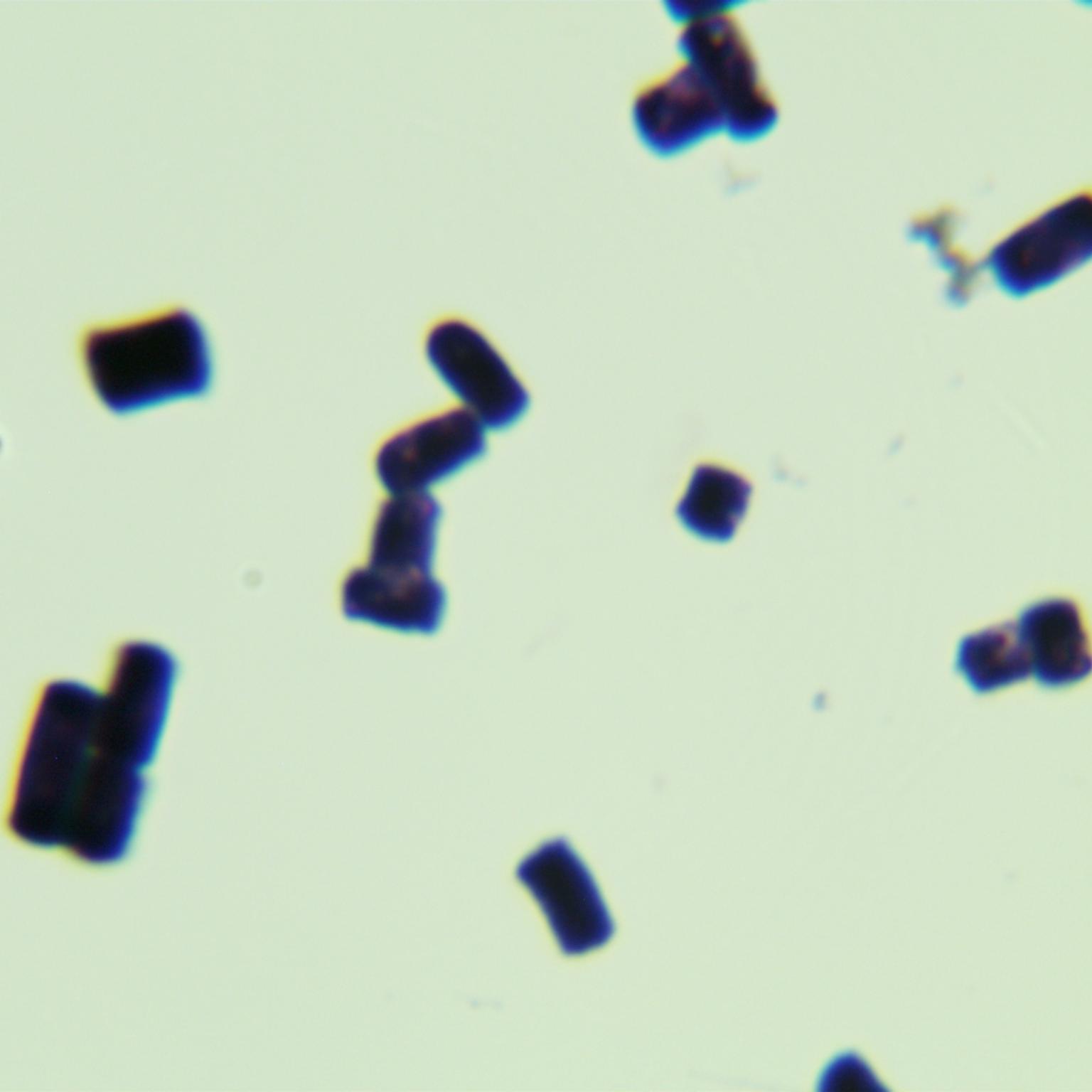 Geotrichum sp.-BNCC