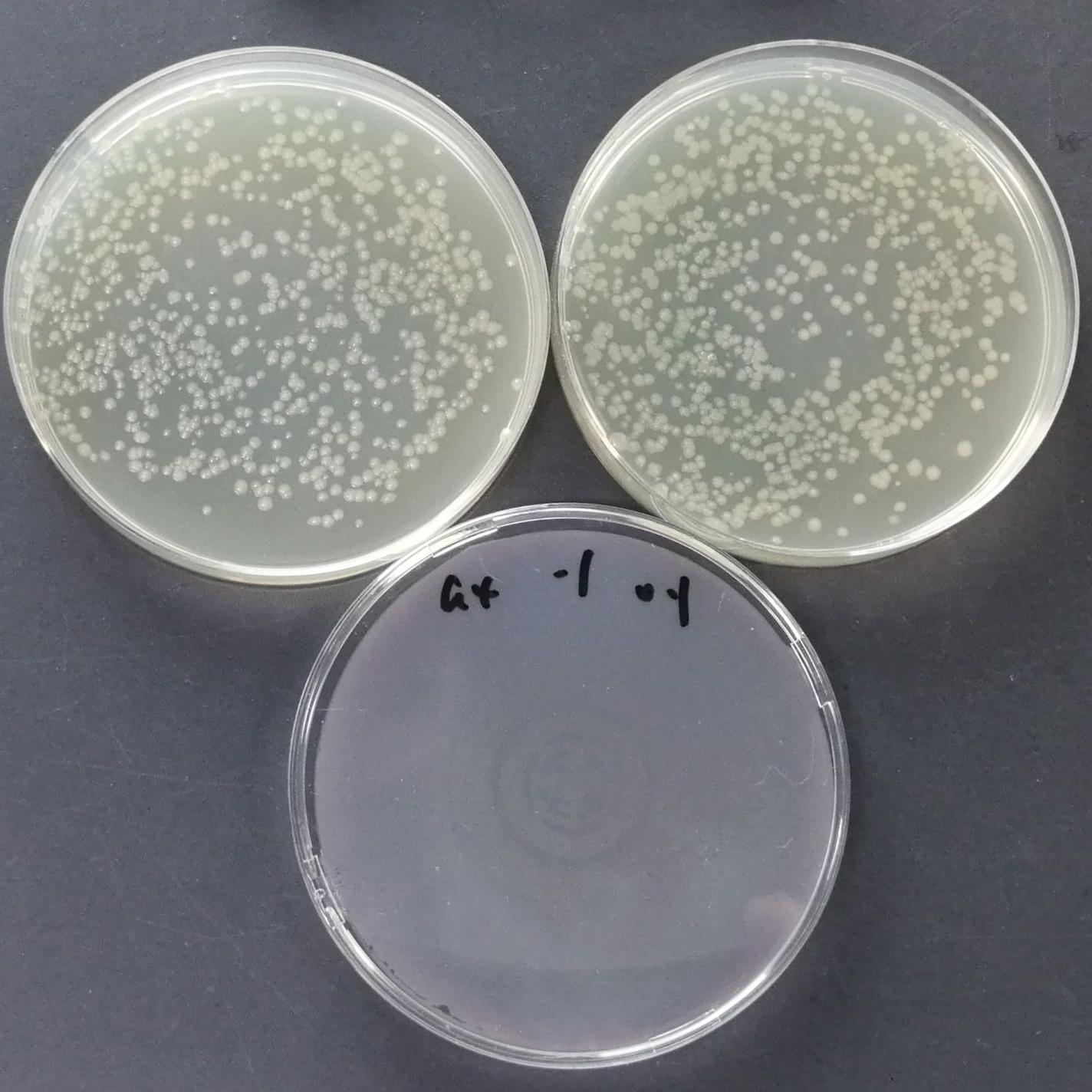 Quantitative strain of Pseudomonas aeruginosa-BNCC