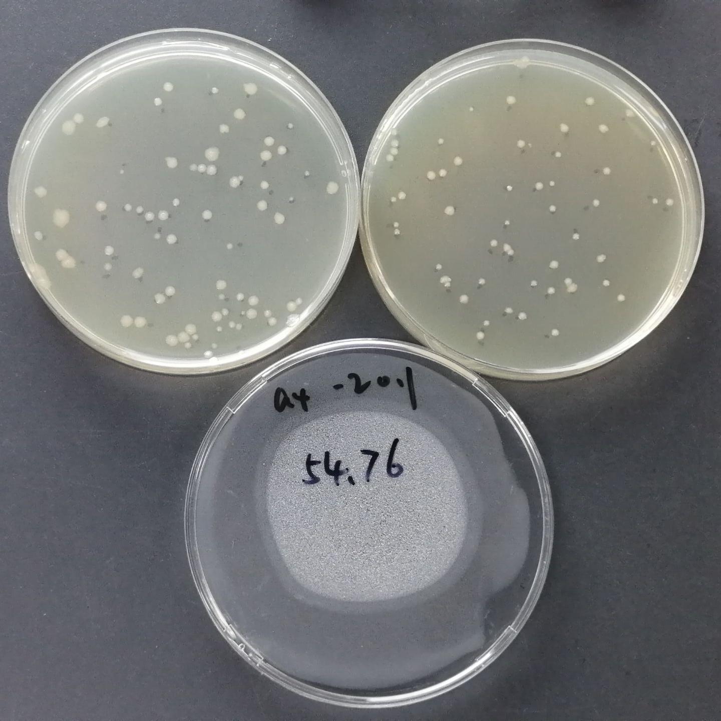 Quantitative strain of Pseudomonas aeruginosa-BNCC