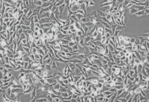Human papillomavirus type 53 (HPV53) whole genome DNA standard-BNCC