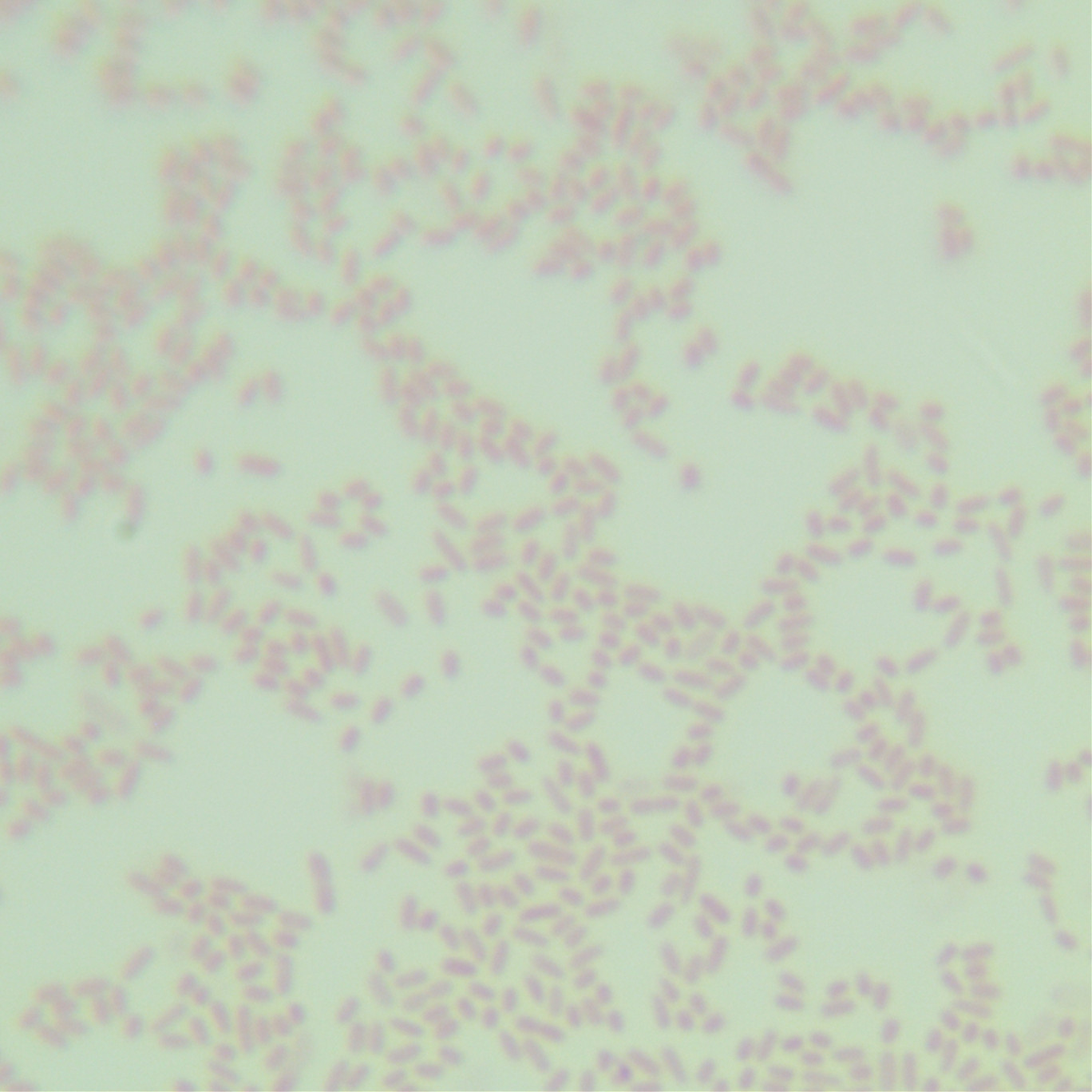 Pseudomonas aeruginosa-BNCC