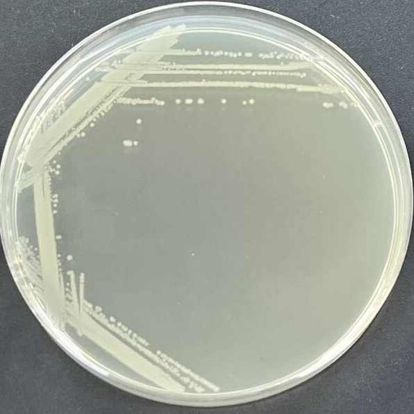 W3110 (DE3) Escherichia coli-BNCC