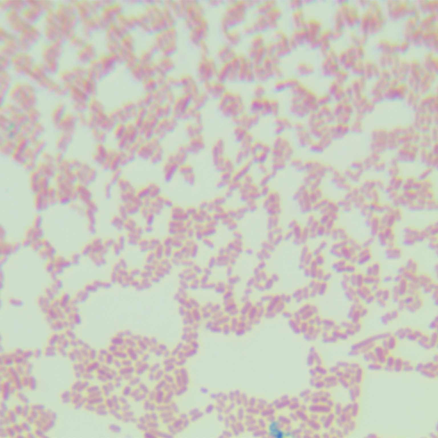 Endophytic bacteria in nitrogen consuming plants-BNCC