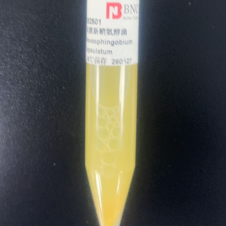 Neosphingomonas aeruginosa-BNCC