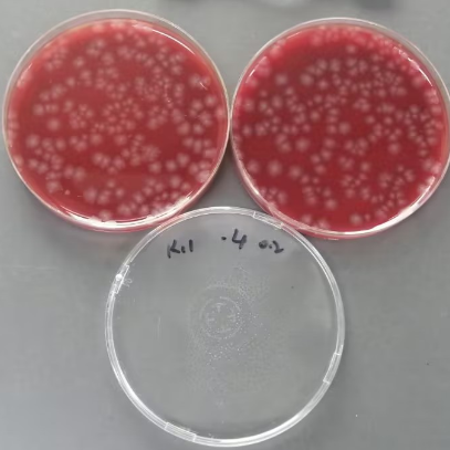 Quantitative strain of Clostridium perfringens-BNCC