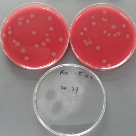 Quantitative strain of Clostridium perfringens-BNCC