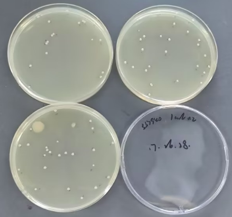 Control quality control sample of negative strains of total coliform bacteria (multi tube fermentation method)-BNCC