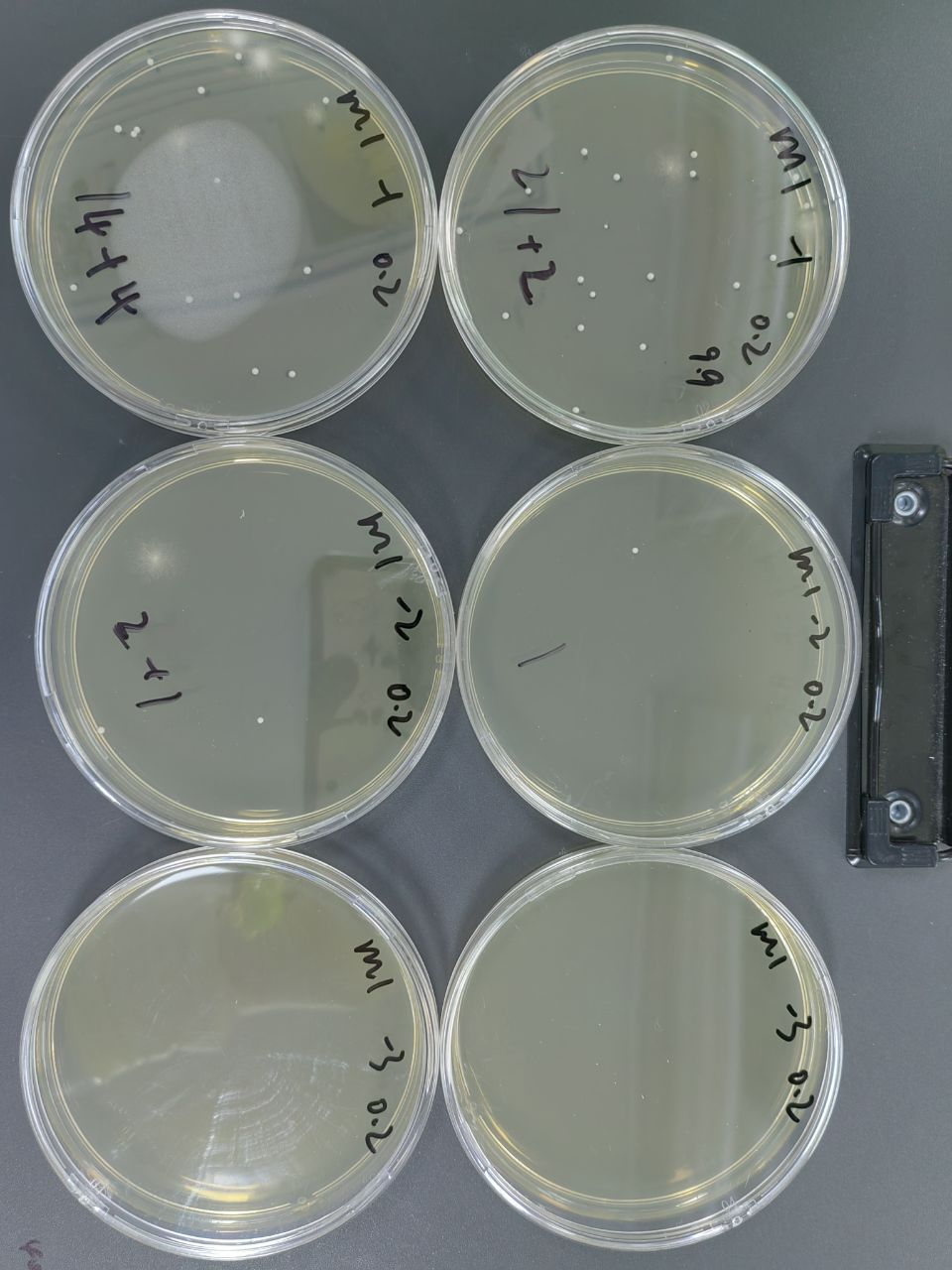 Mold and yeast standard quality control samples-BNCC