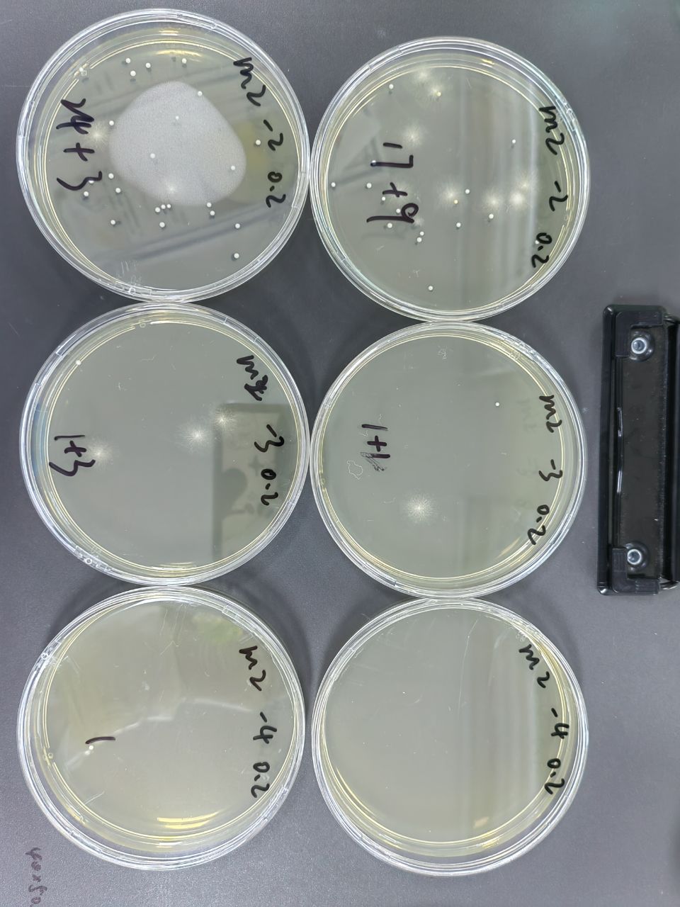 Mold and yeast standard quality control samples-BNCC