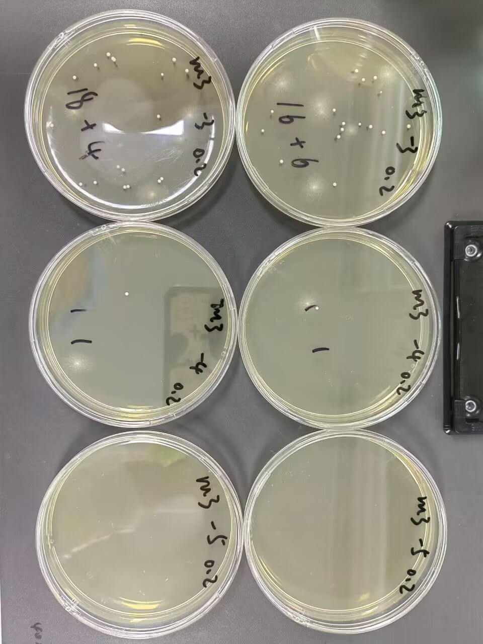 Mold and yeast standard quality control samples-BNCC