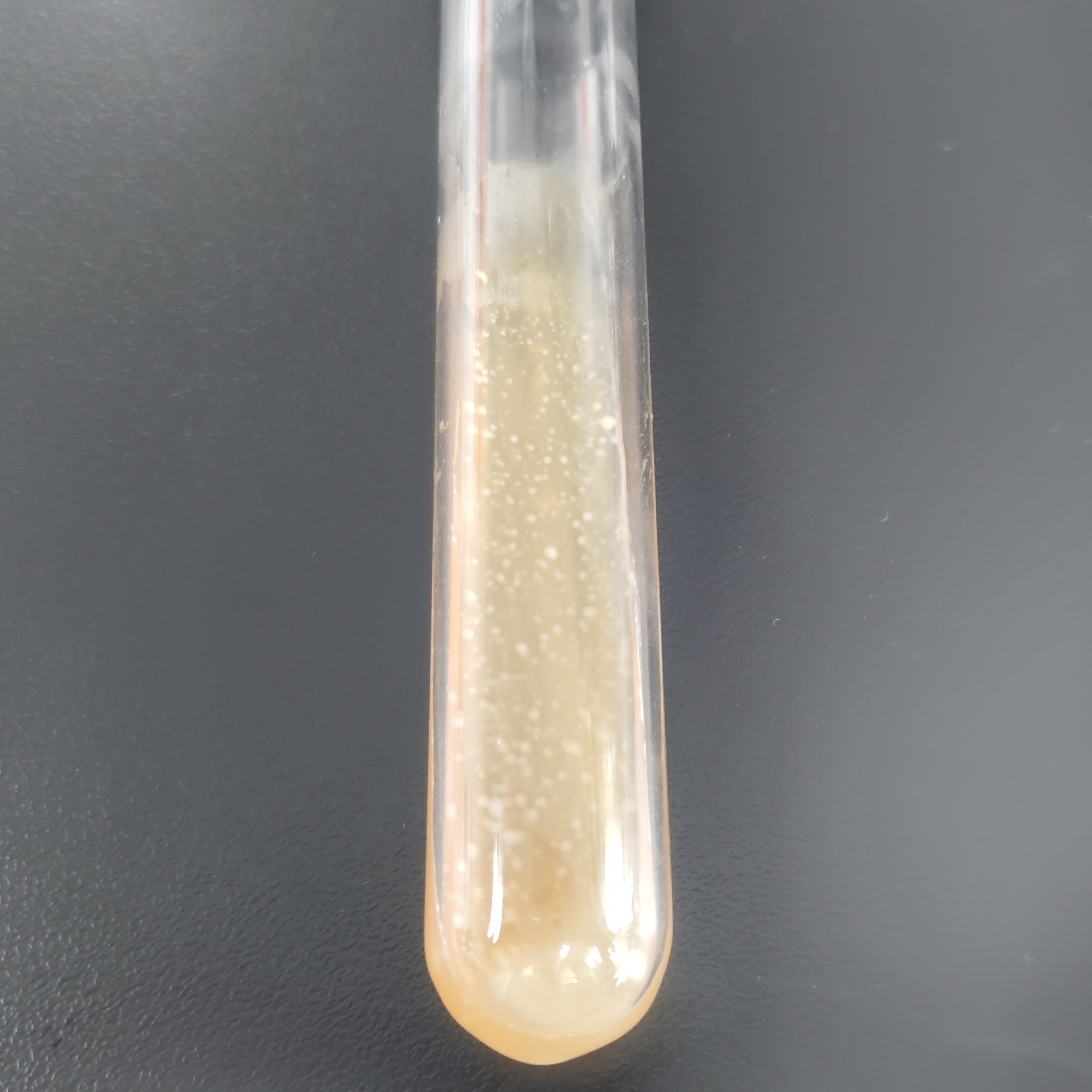 Lactobacillus rhamnosus-BNCC