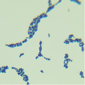 Lactobacillus rhamnosus-BNCC
